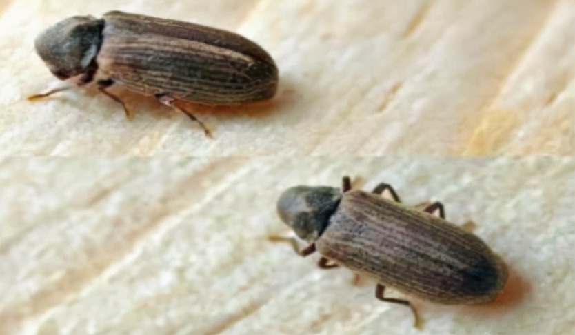 衣柜里常見的蟲子叫什么?