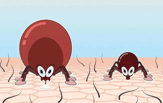 蜱蟲如何正確防治?