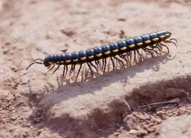 馬陸蟲是什么昆蟲?