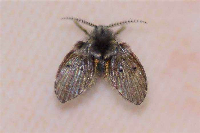 衛(wèi)生間里的小飛蟲究竟是什么蟲?