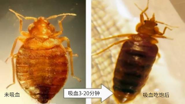 怎樣徹底消滅臭蟲?