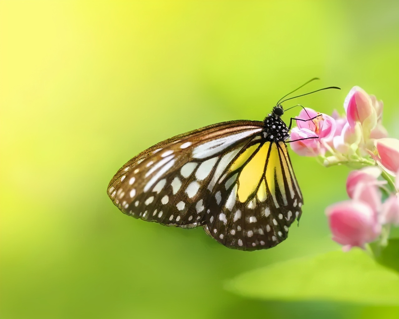 你對這些觀賞性昆蟲了解多少?