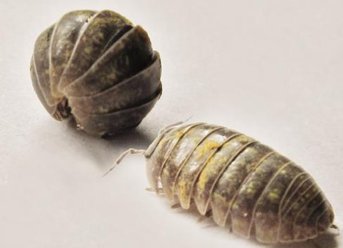 最有效的治潮蟲的辦法有哪些?如何預防?