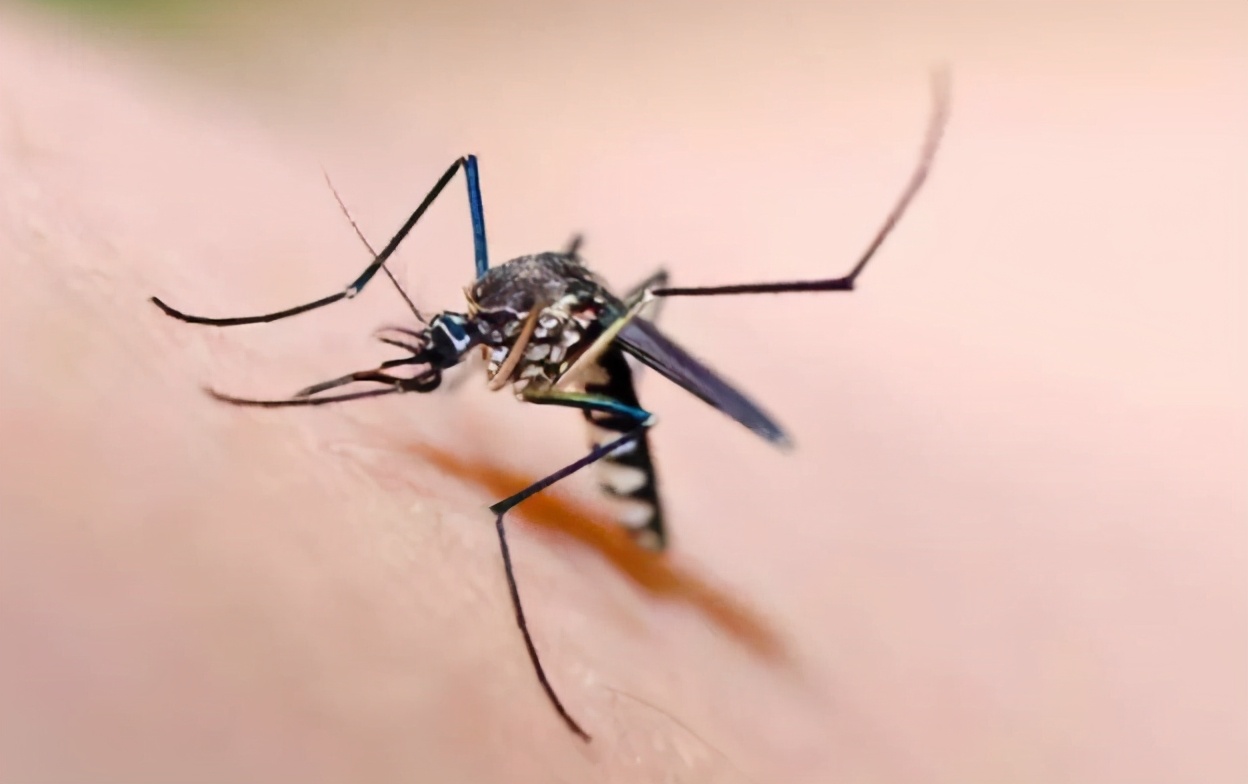 春夏之交蟲出沒,五一外出小心被蟲子爬上身