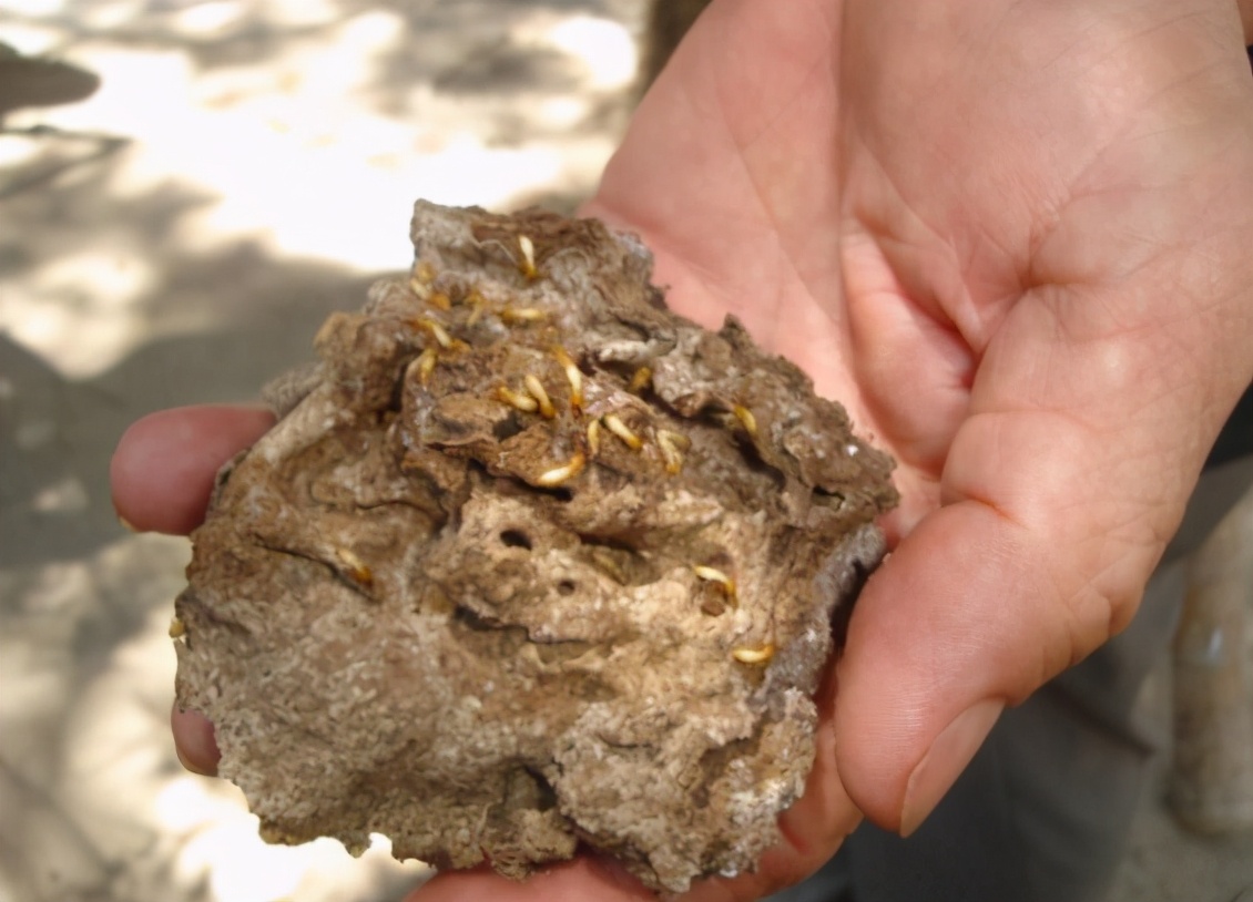 白蟻的危害有多大?