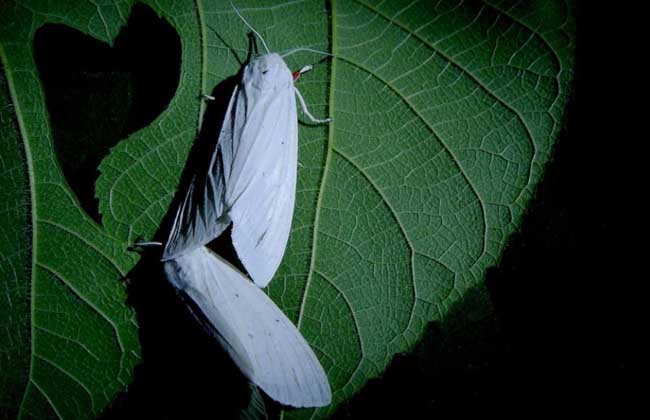 飛蛾為什么要撲火?飛蛾為什么喜歡光?
