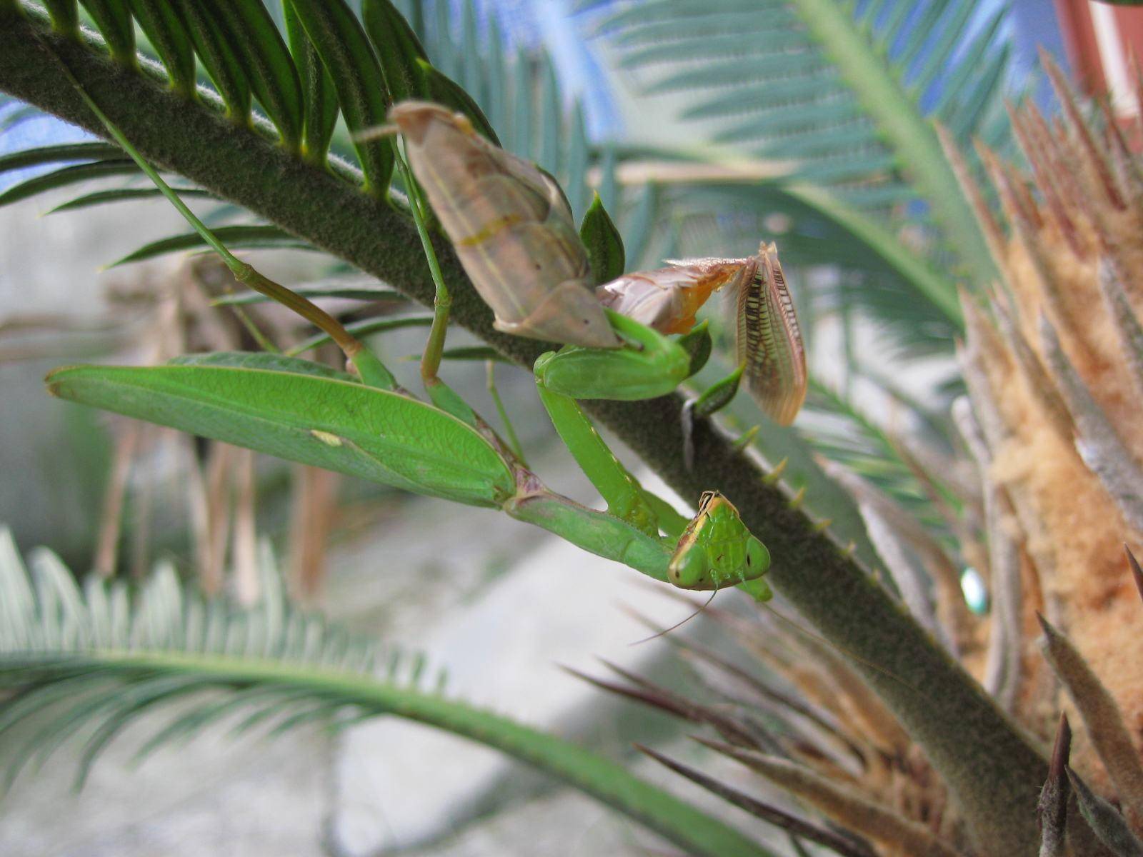 螳螂交配完,雄螳螂被雌螳螂吃掉是為什么?