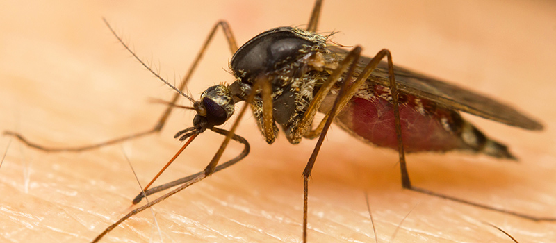 冬天的時(shí)候,蒼蠅和蚊子去哪兒了?