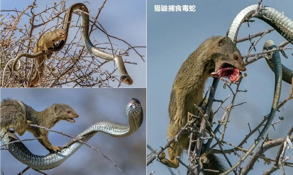 自然界的“解毒大師”中誰(shuí)最強(qiáng)?