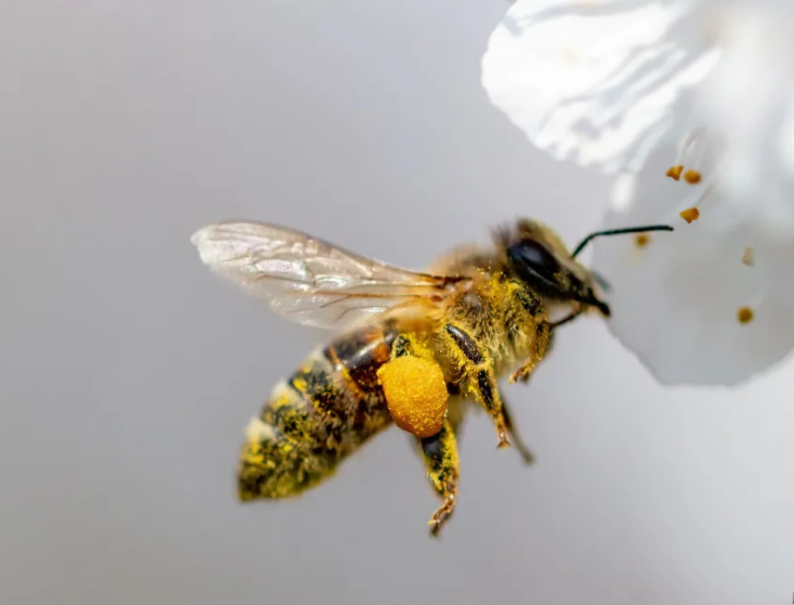 常見(jiàn)的哪些蜂是有毒的?