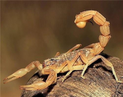 哪種蝎子的毒性最強(qiáng)呢?